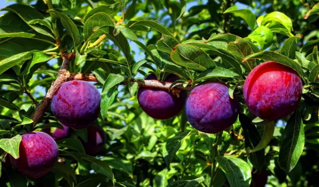 Plum varieties for the Moscow region and the middle lane