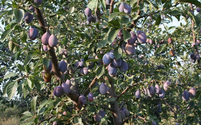 Plum varieties for the Moscow region and the middle lane