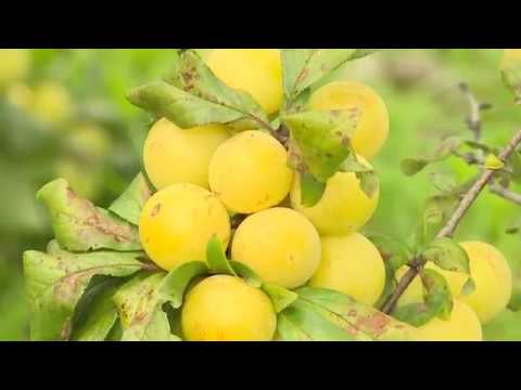 Plum varieties for the Moscow region and the middle lane