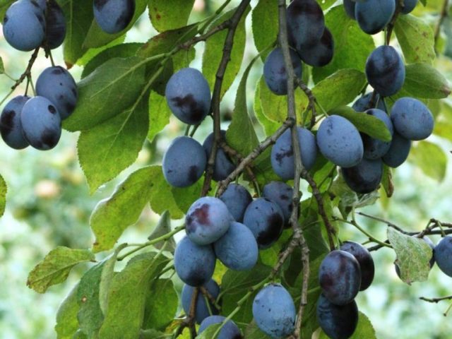 Plum varieties for the Moscow region and the middle lane