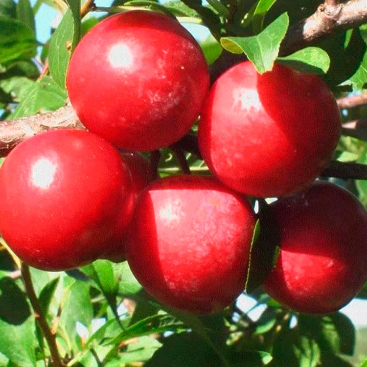 Plum varieties for the Moscow region and the middle lane