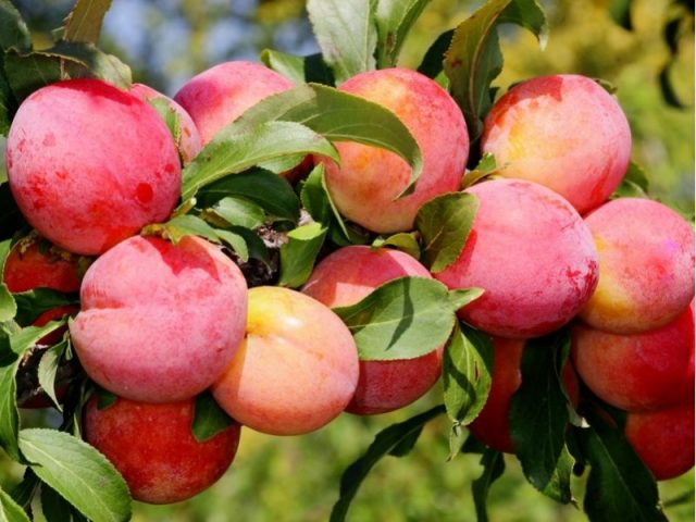 Plum varieties for the Moscow region and the middle lane