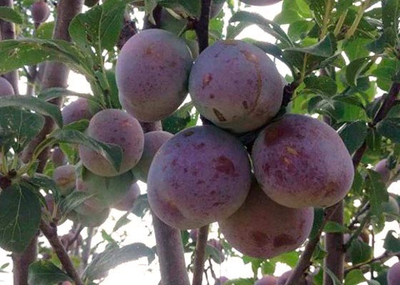 Plum varieties for the Moscow region and the middle lane