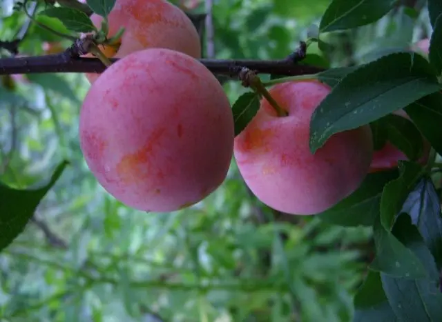 Plum varieties for the Moscow region and the middle lane