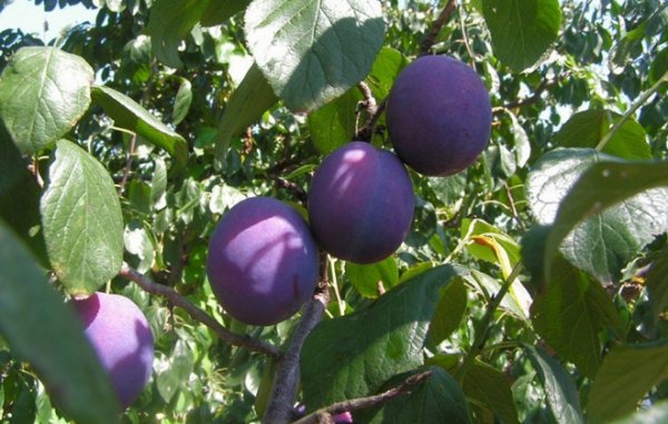 Plum varieties for the Moscow region and the middle lane