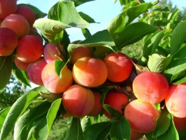 Plum varieties for the Moscow region and the middle lane