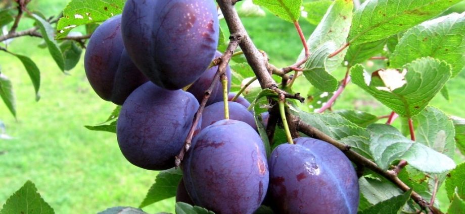 Plum varieties for the Moscow region and the middle lane