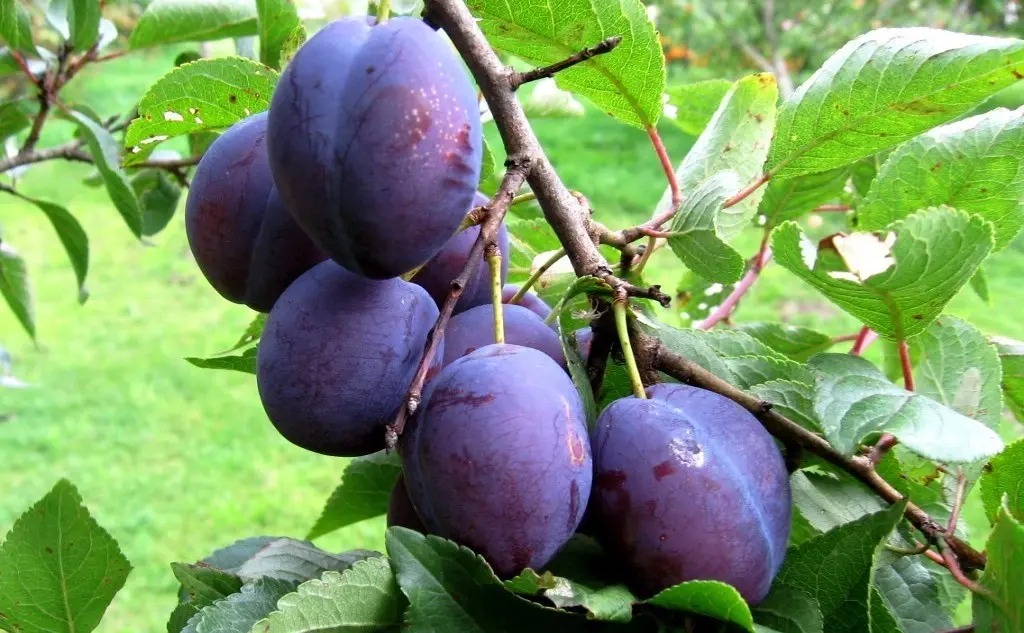 Plum varieties for the Moscow region and the middle lane