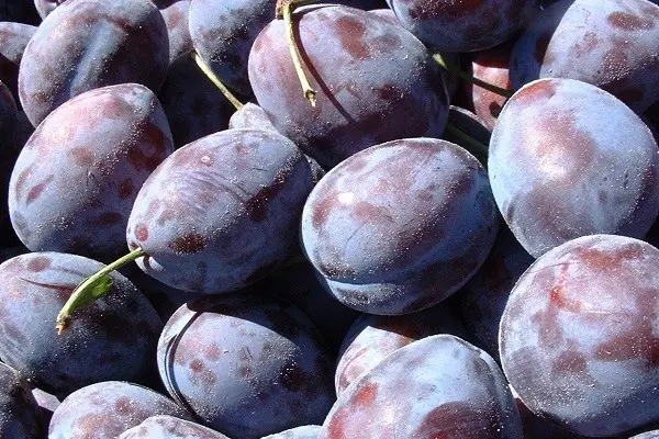 Plum Vengerka