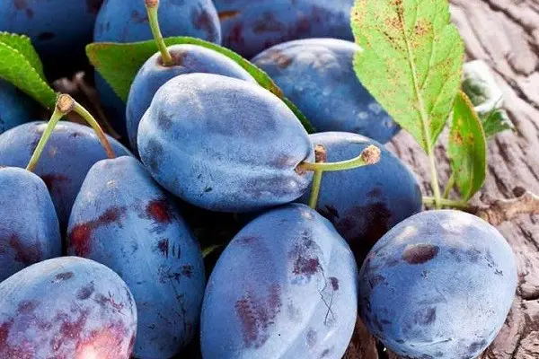 Plum Vengerka