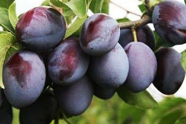 Plum Vengerka