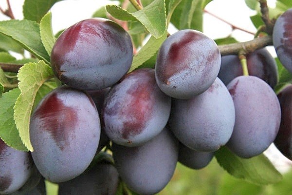 Plum Vengerka