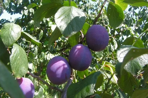Plum Vengerka