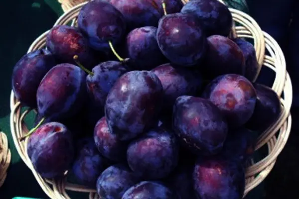 Plum Vengerka