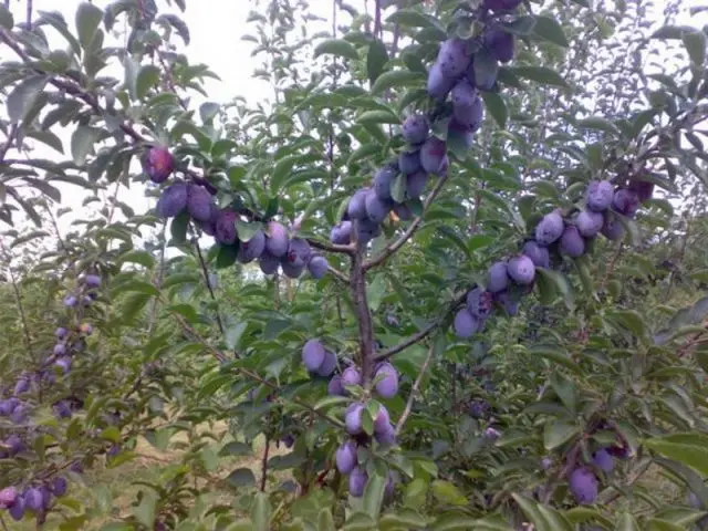 Plum Volga beauty