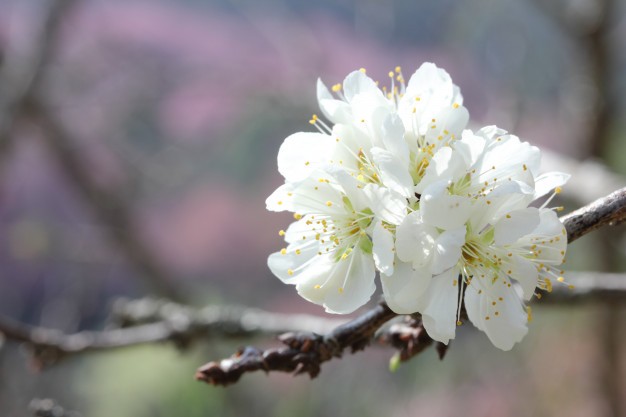 Plum Xenia