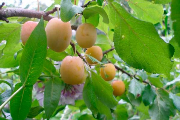 Plum Yakhontovaya