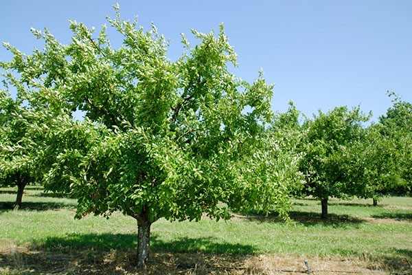 Plum Yakhontovaya