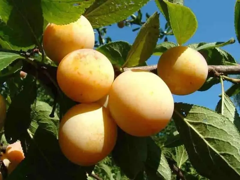 Plum Yakhontovaya