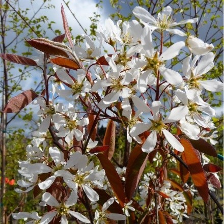 Plum Zarechnaya early: variety description, photos, reviews