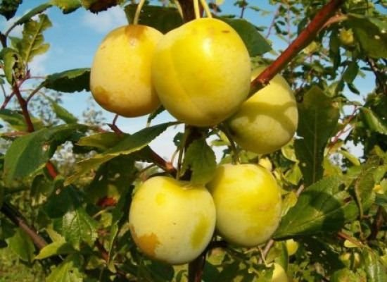 Plum Zarechnaya early: variety description, photos, reviews