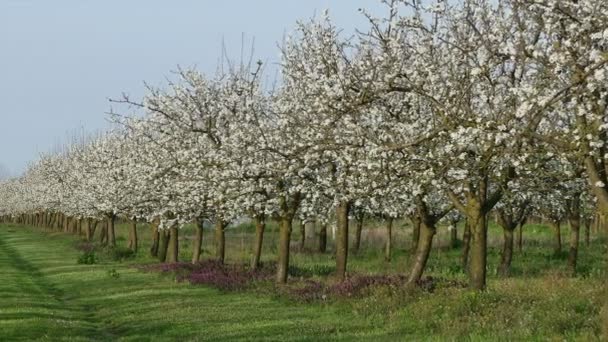 Plum Zarechnaya early: variety description, photos, reviews