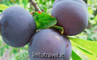 Plum Zarechnaya early: variety description, photos, reviews