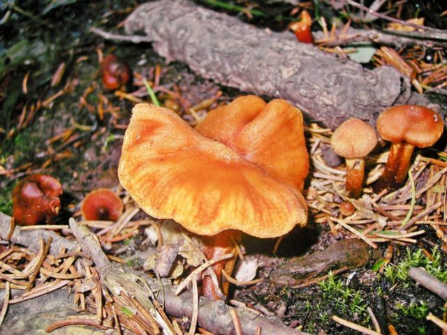 Plush cobweb (mountain, orange-red): photo and description