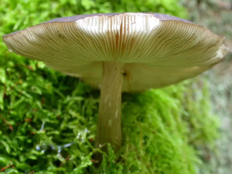 Pluteus atromarginatus photo and description