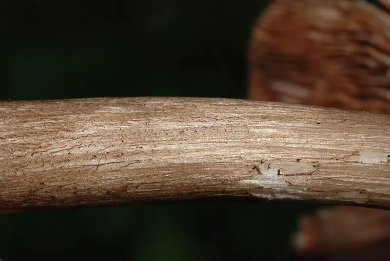 Pluteus atromarginatus photo and description