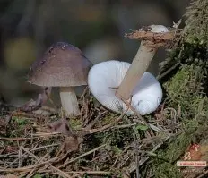 Pluteus atromarginatus photo and description