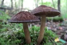 Pluteus atromarginatus photo and description