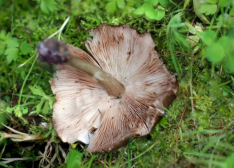 Pluteus atromarginatus photo and description