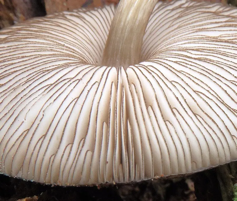 Pluteus atromarginatus photo and description