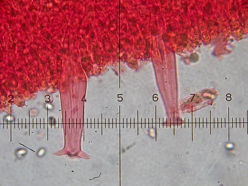 Pluteus atromarginatus photo and description