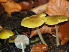 Pluteus aurantiorugosus photo and description