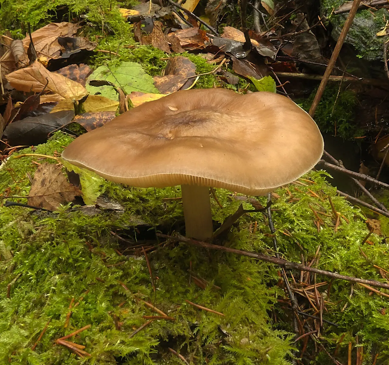 Pluteus hongoi (Pluteus hongoi) photo and description