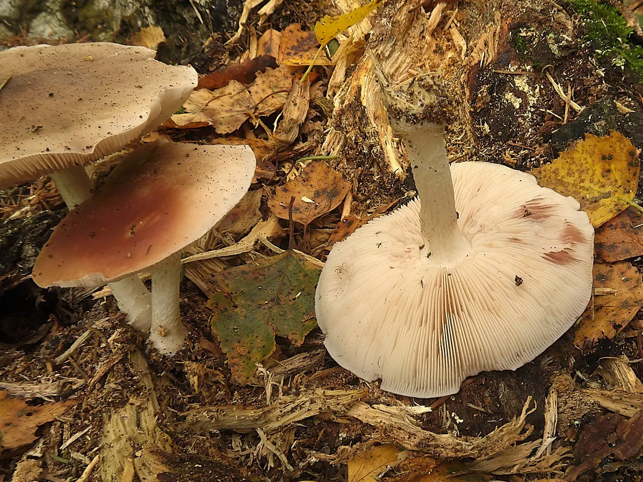 Pluteus hongoi (Pluteus hongoi) photo and description