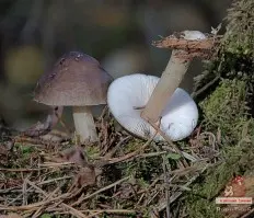 Pluteus hongoi (Pluteus hongoi) photo and description