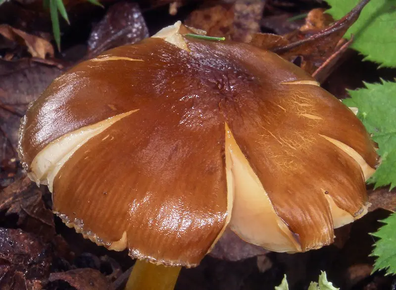 Pluteus romellii photo and description