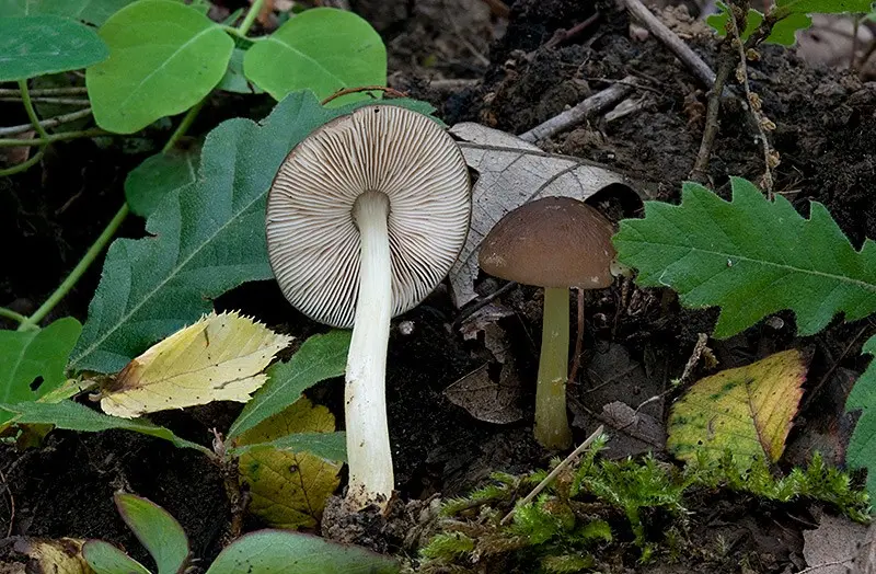 Pluteus romellii photo and description