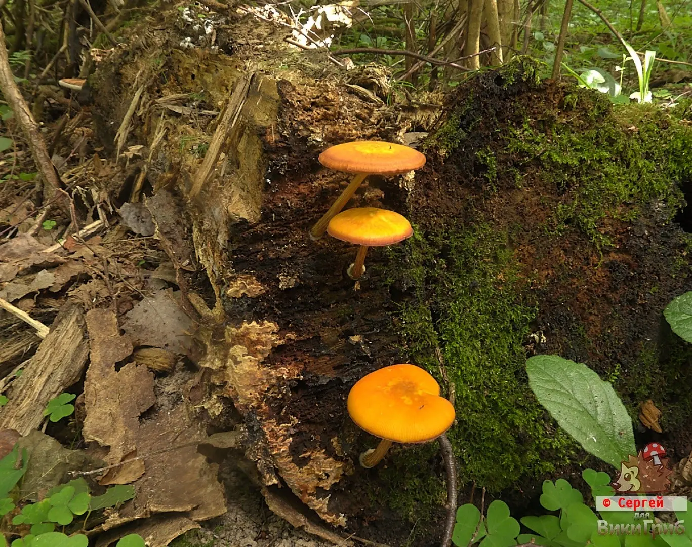 Pluteus variabilicolor (Pluteus variabilicolor) photo and description