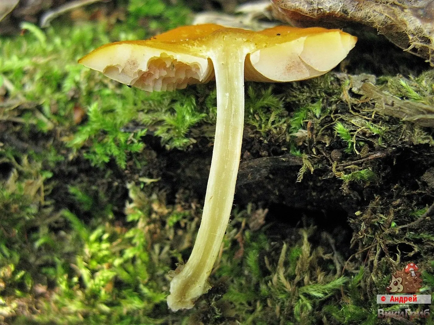 Pluteus variabilicolor (Pluteus variabilicolor) photo and description