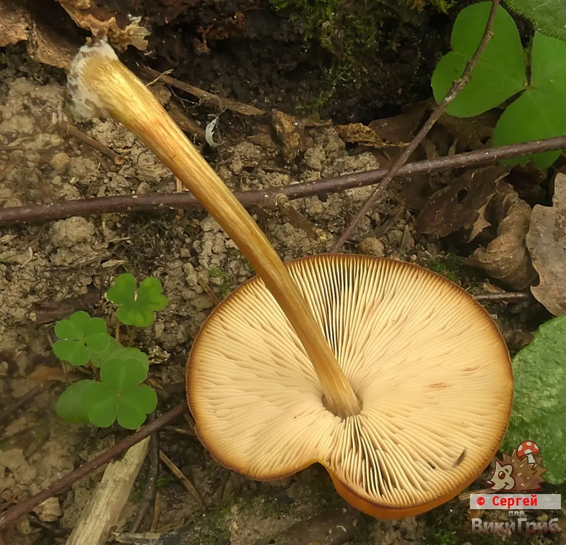 Pluteus variabilicolor (Pluteus variabilicolor) photo and description