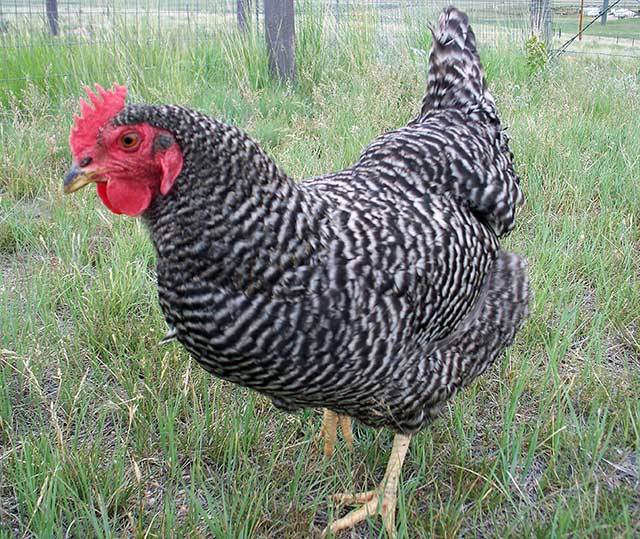 Plymouthrock chickens: characteristics of the breed with photos, reviews