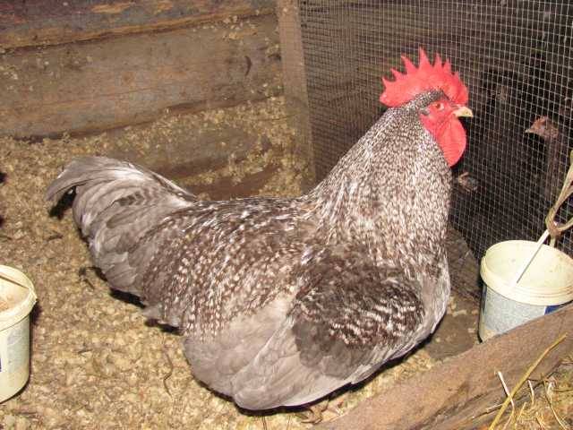 Plymouthrock chickens: characteristics of the breed with photos, reviews