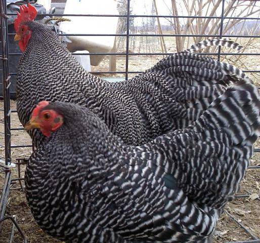 Plymouthrock chickens: characteristics of the breed with photos, reviews