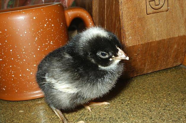 Plymouthrock chickens: characteristics of the breed with photos, reviews