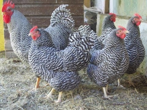 Plymouthrock chickens: characteristics of the breed with photos, reviews