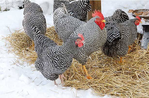 Plymouthrock chickens: characteristics of the breed with photos, reviews